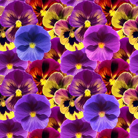 Floral seamless pattern with colorful viola flowersの写真素材