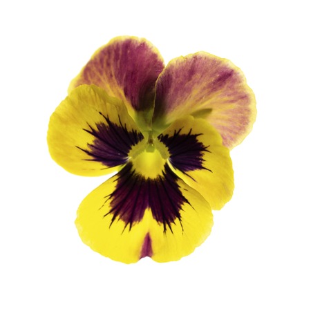 yellow single pansy flower blossom isolated on white backgroundの写真素材
