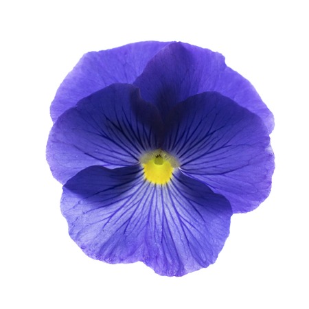 blue single pansy flower blossom isolated on white backgroundの写真素材