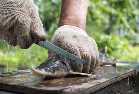 A male chef uses a knife to fillet a raw Sterlet fish on a wooden cutting board on open air. Man with hands in gloves prepare and cook fresh meal on garden grillの写真素材