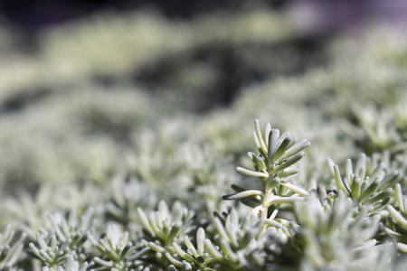 Green background with close up shoot of plant Sedum stonecrop Spanish . Ecology and nature conceptの写真素材