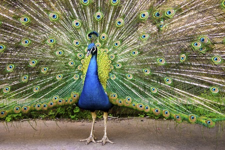 Peacock fluffed a big bright tail in mating dance. Front viewの写真素材