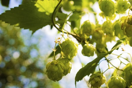 Hops growing on Humulus lupulus plant foliage backlit by the sun Selective focusの写真素材