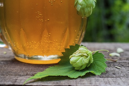 Close up view on Humulus hop cones and glass of cold beer at summer gardenの写真素材