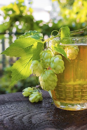 Close up view on Humulus hop cones and glass of cold beer at summer gardenの写真素材
