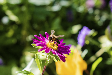 Alpine aster purple or lilac flower with a bee collecting pollen or nectar.の写真素材