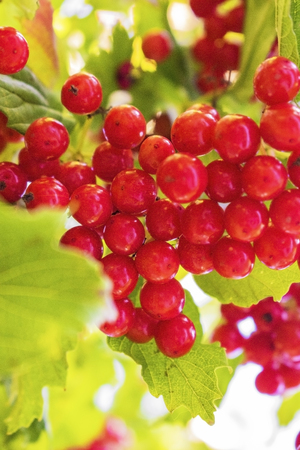 Red viburnum berries on branch in the garden. Green foliage backlit by the sun.の写真素材