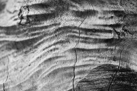 Old tree trunk with old wrinkled woodの写真素材
