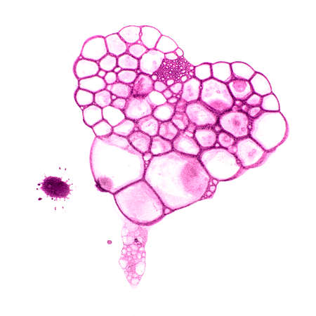 Bubble foam ink print isolated, Abstract heart printの写真素材