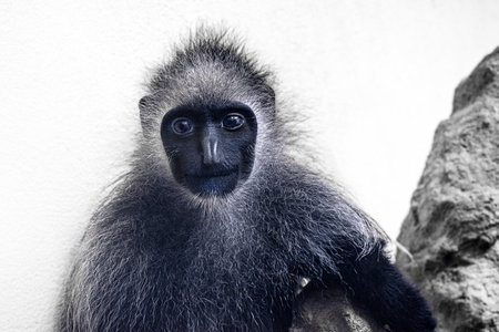 Portrait of mantled guereza, Colobus guereza, black-and-white monkey.の写真素材