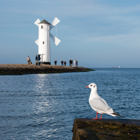 Gull bird resting on breakwater with blured old windmill lighthouse a port in Poland on the Baltic Seaの写真素材