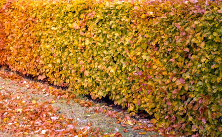 Hedge with leaves in multiple autumn colors that illustrate the seasonal transition from summer to fallの写真素材