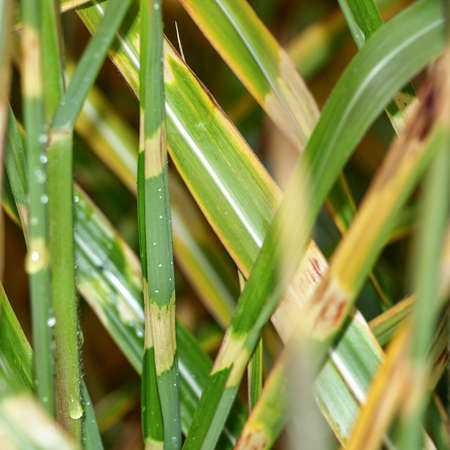 Macro nature backround with tall green grassの写真素材
