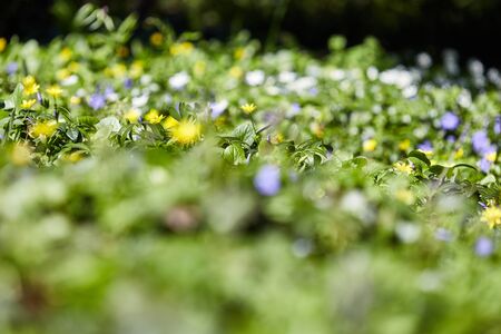 Spring blur bokeh background with beautiful yellow flowers