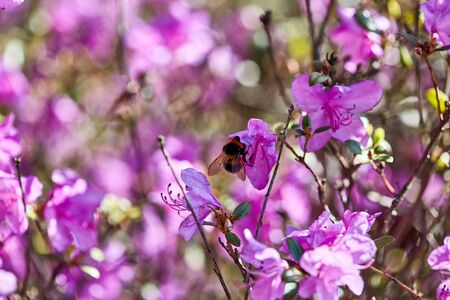 Blossoming of violet and pink flowers on bush natural spring outdoor backgroundの写真素材