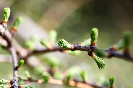 Spring tree buds plant poplar, branch with green leaf in sunny day macro background