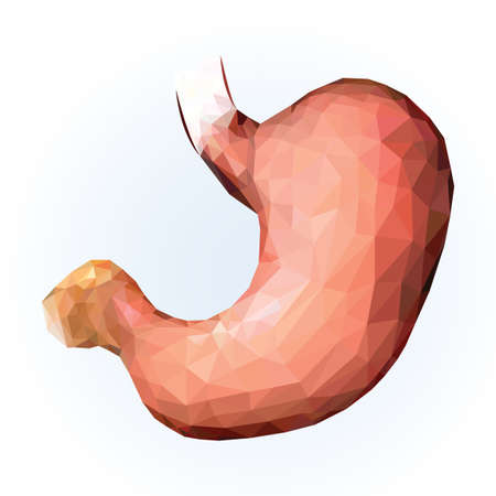 Stomach image, medication label template, suitable for hospital, pharmacy, medical literatureのイラスト素材