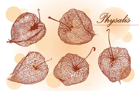 Vector hand drawn set illustration. Collection of physalis, plant ,dried flowers of physalis Tomatillo. Superfood. drawn elements of a doodle in sketch style. Inscription.のイラスト素材