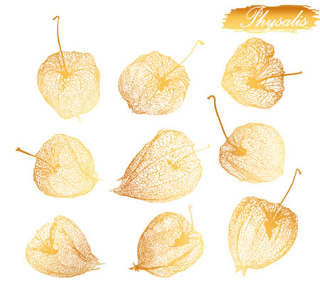 Vector hand drawn set illustration. Collection of gold physalis, plant, dried flowers of physalis Tomatillo. superfood. drawn elements of a doodle in sketch style. Inscription.のイラスト素材