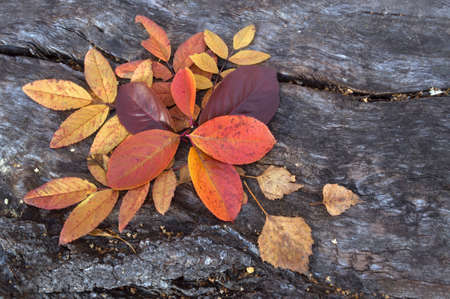 autumn leaves on wooden background leftの写真素材