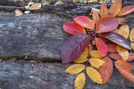 autumn leaves on wooden background rightの写真素材
