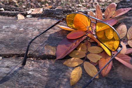 yellow sunglasses on autumn leavesの写真素材