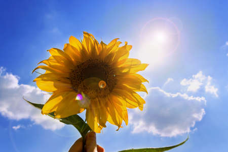sunflower in hand