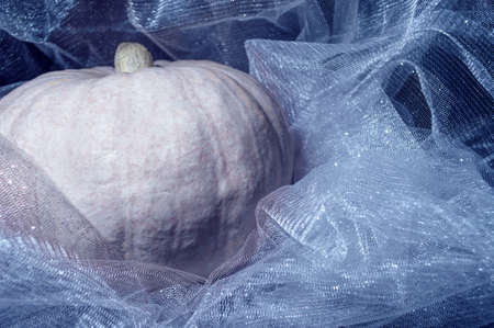 white pumpkin in tulleの写真素材