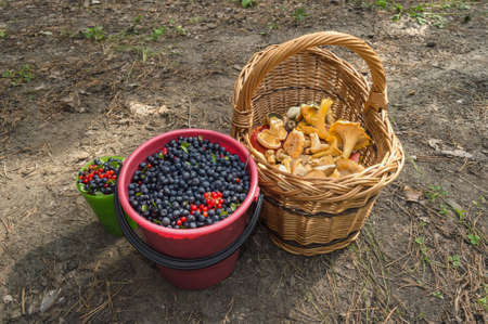 blueberries and Chanterelles gatheringの写真素材