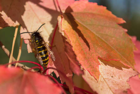 wasp on red leafの写真素材