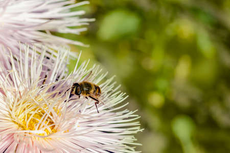 bee on aster