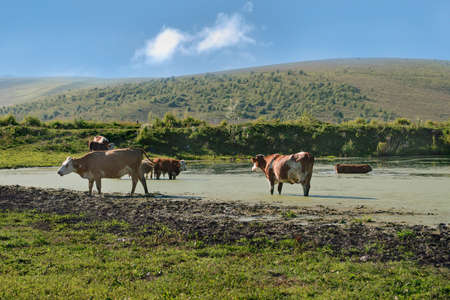 Countryside cows in pondの写真素材