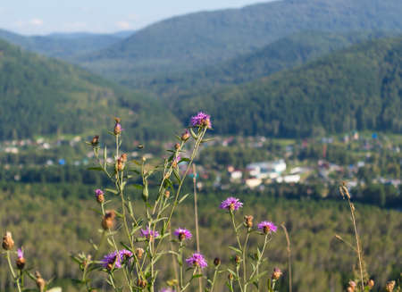 thistle with blurred Altai mountains on backgroundの写真素材