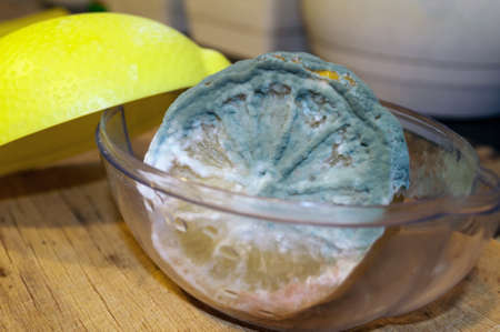putrefied lemon covered in white and green moldの写真素材