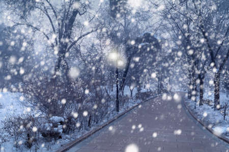 beautiful snowfall in winter park with glowing lantern