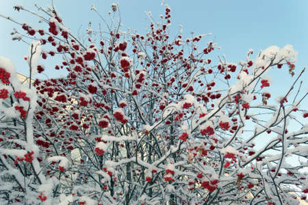 branches of red rowan berries branches in snow の写真素材