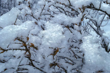 close up view of white snowflakes on branches of bushの写真素材