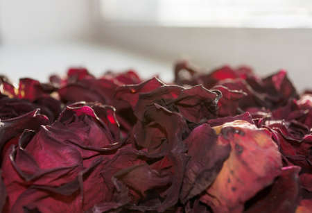 dried red rose petals under sunlight on wondowsill