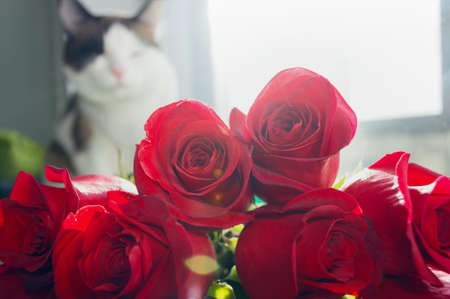 close up view of bouquet of red roses with blurred cat silhuette on backgroundの写真素材