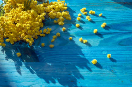 branch of mimosa flowers in bloom on blue wooden backgroundの写真素材
