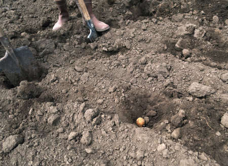 farmers planting potato in the soil at springの写真素材