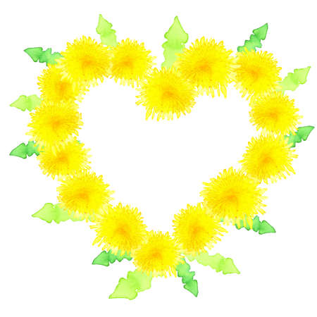 heart shape of yellow blooming watercolor dandelions isolated on white background with space for textの写真素材