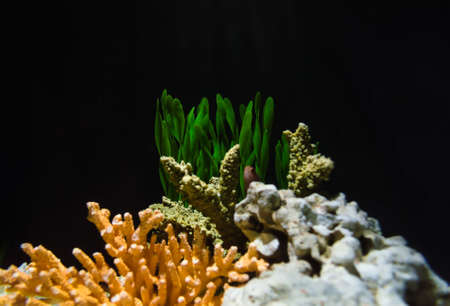 dark aquarium background with illuminated grass and coralsの写真素材