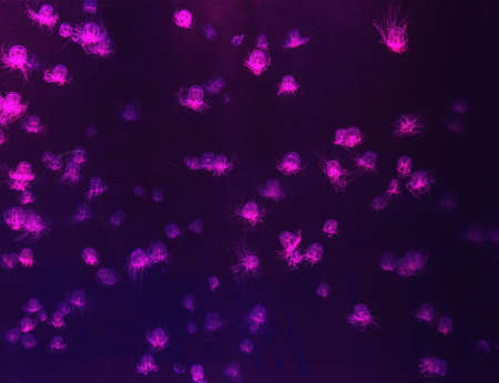 illuminated with violet color swimming transparent jellyfishes with dark underwater background