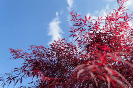 branches of red japanese maple tree in spring with blue sky backgroundの写真素材