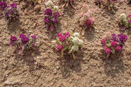 close up view of Alyssum flowers in bloom on sunny dayの写真素材