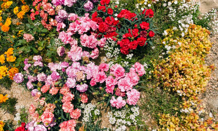 variety of blooming flowers pink and red Carnation, alyssum, marigold on flower bed at daylightの写真素材
