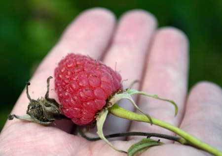 close up view of ripe raspberry in a hand with withered one