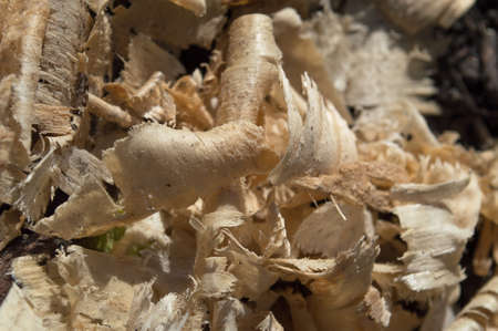 close up view of sawdust