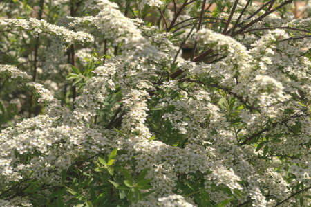 close up of blooming spiraea branches on windy day with blurred parts